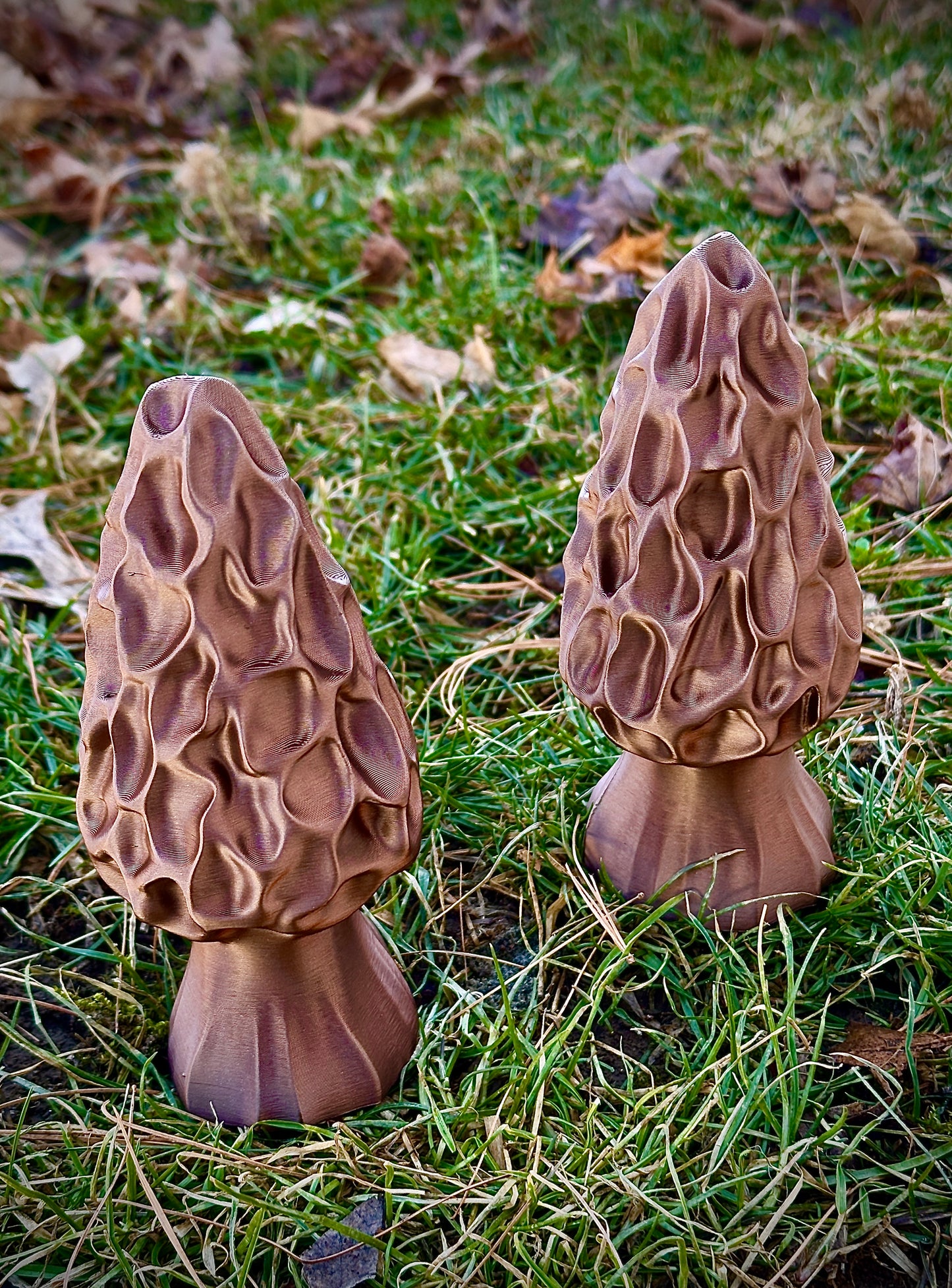 Morel Mushroom